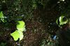 gal/Ville_Propre/_thb_OPERATION DECHETS LAMBRES 095.JPG